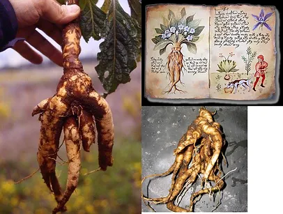 Collage di immagini della mandragola, una pianta magica di Harry Potter, con radici reali e illustrazioni tratte da un libro magico.